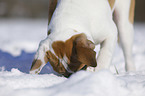 junger Hund schnuppert im Schnee