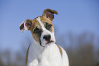 Bulldogge-Mischling Portrait