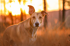 Galgo-Mischling Portrait