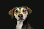Labrador-Retriever-Mischling Portrait