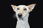 Podenco-Mischling Portrait