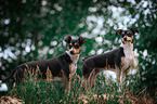 2 Jack-Russell-Terrier-Mischling