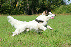 rennender Kaukasischer-Schferhund-Mischling