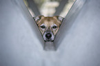 Portrait Schferhundmischling