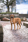 Rhodesian-Ridgeback-Mischling