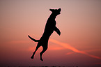 Labrador-Dogge-Mix in Aktion