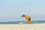 Boxer-Mischling am Strand