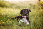 Berner-Sennenhund-Schferhund Welpe