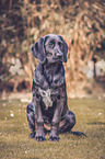 sitzender Labrador-Retriever-Setter-Mischling
