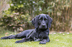 liegender Labrador-Retriever-Setter-Mischling