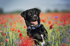 Labrador-Retriever-Mix Portrait