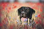 Labrador-Retriever-Mix Portrait
