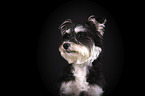 Schnauzer-Yorkshire-Terrier-Mischling Portrait