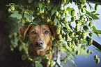 Podenco-Mischling Portrait