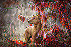 Podenco-Mischling