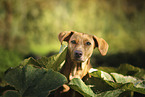 Podenco-Mischling Portrait