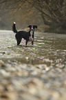 stehender Border-Collie-Mischling