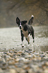 rennender Border-Collie-Mischling