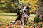 sitzender Labrador-Retriever-Schferhund-Mischling