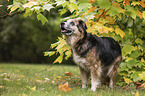 stehender Labrador-Retriever-Schferhund-Mischling