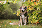 sitzender Labrador-Retriever-Schferhund-Mischling