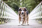 stehender Labrador-Retriever-Schferhund-Mischling