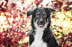 Berner-Sennenhund-Mischling Portrait