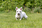 laufender Malteser-West-Highland-White-Terrier-Mischling