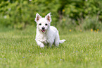 laufender Malteser-West-Highland-White-Terrier-Mischling