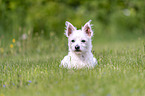 liegender Malteser-West-Highland-White-Terrier-Mischling