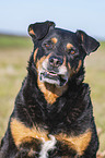 Rottweiler-Mischling Portrait