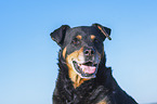 Rottweiler-Mischling Portrait