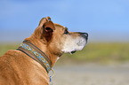 American-Pit-Bull-Terrier-Rhodesian-Ridgeback-Mischling Portrait