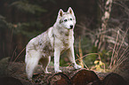 stehender Husky-Mischling