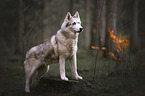 stehender Husky-Mischling