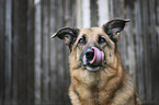 Schferhund-Mischling Portrait