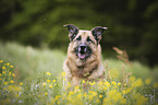 Schferhund-Mischling Portrait