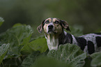 Bracken-Mischling Portrait