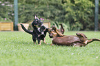 spielende 2 Hunde