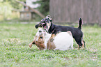 Dackel-Mischling Welpe mit Parson Russell Terrier Welpe