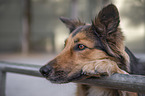 Australian-Shepherd-Border-Collie-Mischling