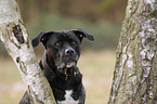 Cane-Corso-Italiano-Mischling