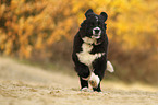 Neufundlnder-Berner-Sennenhund Welpe