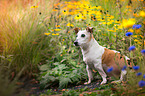 sitzender Jack-Russell-Terrier-Mischling