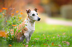 sitzender Jack-Russell-Terrier-Mischling