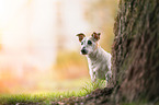 Jack-Russell-Terrier-Mischling