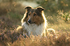 Collie-Mischling Portrait