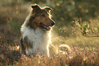 Collie-Mischling