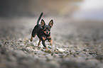 rennender Prager-Rattler-Chihuahua