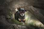 Prager-Rattler-Chihuahua